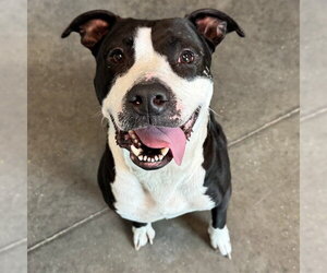 American Bulldog Dogs for adoption in Tavares, FL, USA