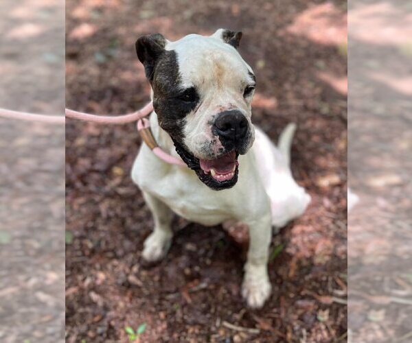 Medium Photo #9 American Bulldog-Unknown Mix Puppy For Sale in New York, NY, USA