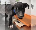 Small American Pit Bull Terrier Mix