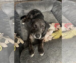 Mutt Dogs for adoption in Hinton, WV, USA