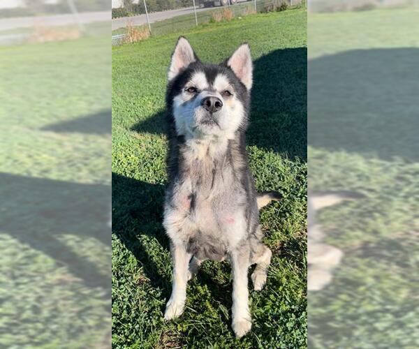 Medium Photo #2 Siberian Husky Puppy For Sale in Rosenberg, TX, USA