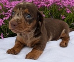 Puppy Lance Dachshund