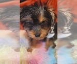 Small Photo #63 Yorkshire Terrier Puppy For Sale in AKRON, OH, USA