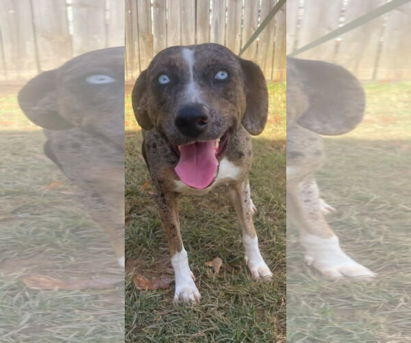 Medium Photo #3  Puppy For Sale in , 