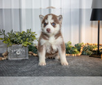 Small Photo #6 Siberian Husky Puppy For Sale in SHREVE, OH, USA