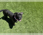 Small #7 American Pit Bull Terrier