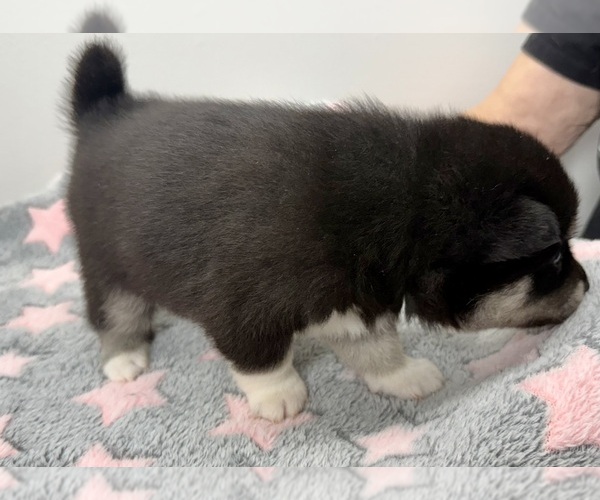 Medium Photo #9 Pomsky-Shiba Inu Mix Puppy For Sale in NASHUA, NH, USA