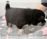 Small #8 Pomsky-Shiba Inu Mix