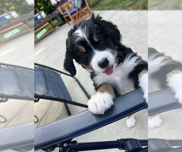 Medium Photo #21 Bernedoodle Puppy For Sale in MARTINSVILLE, IN, USA