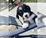 Small Photo #21 Bernedoodle Puppy For Sale in MARTINSVILLE, IN, USA