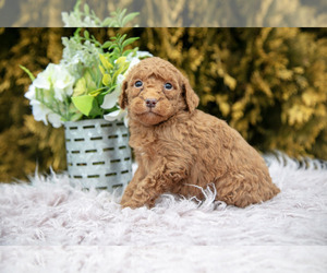 Medium Poodle (Standard)