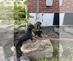 Small Photo #13 Doberman Pinscher Puppy For Sale in CAMPTON, KY, USA