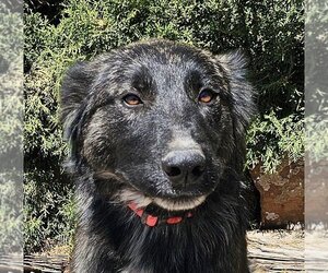 Australian Shepherd-Unknown Mix Dogs for adoption in Albuquerque, NM, USA
