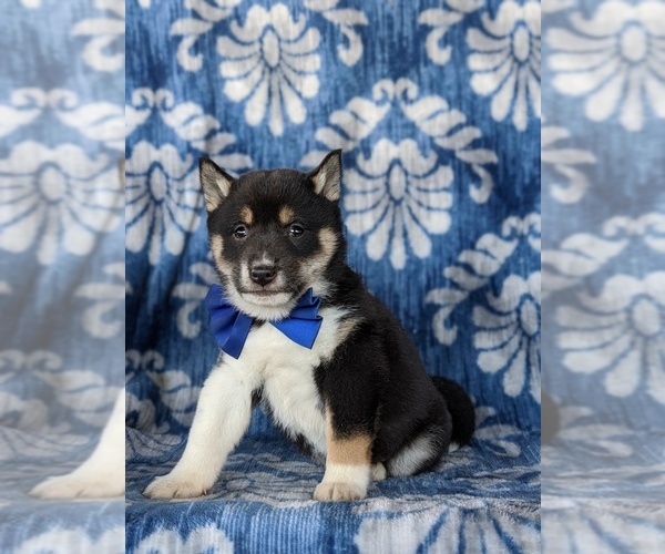 Medium Photo #2 Shiba Inu Puppy For Sale in PEACH BOTTOM, PA, USA