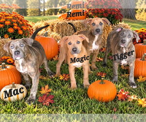 Magic - Female American Pit Bull Terrier-American Staffordshire Terrier Mix Dog for Adoption - Photo #2