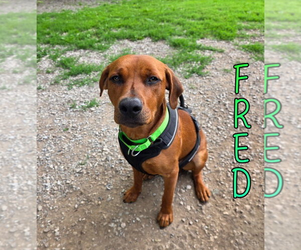 Medium Photo #5 Redbone Coonhound Puppy For Sale in Port Clinton, OH, USA