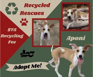 Unknown-Whippet Mix Dogs for adoption in Lindsay, CA, USA