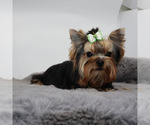 Small #3 Yorkshire Terrier