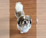 Small #1 Pekingese