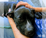 Small #7 Feist Terrier-Labrador Retriever Mix