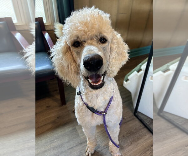 Medium Photo #3 Goldendoodle Puppy For Sale in Pacolet, SC, USA
