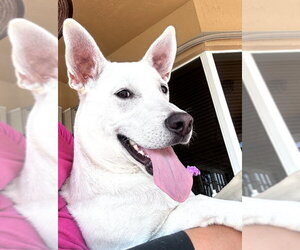Unknown-white german shepherd Mix Dogs for adoption in Royal Palm Beach, FL, USA