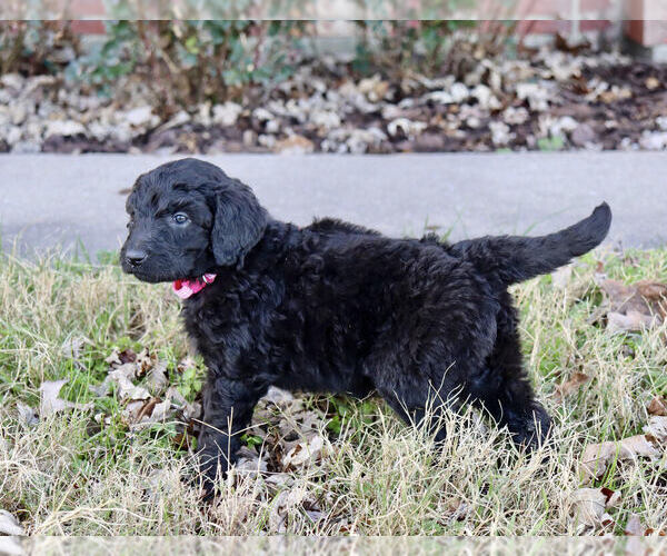 Medium Photo #2 Goldendoodle Puppy For Sale in CARTHAGE, TX, USA