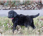 Small Photo #2 Goldendoodle Puppy For Sale in CARTHAGE, TX, USA