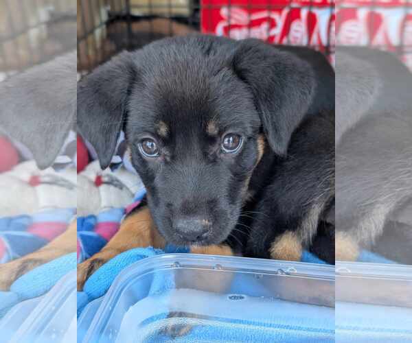 Medium Photo #4 Mutt Puppy For Sale in Holly Springs, NC, USA