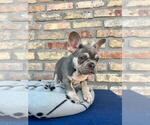 Small #2 French Bulldog