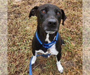 ROB - Male Mutt Dog for Adoption - Photo #2