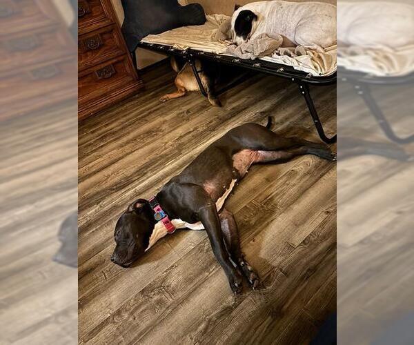 Medium Photo #2 Boxer-Unknown Mix Puppy For Sale in Louisville, KY, USA