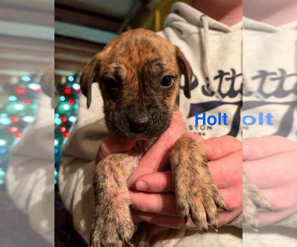 Medium Photo #1 Boxador Puppy For Sale in New York, NY, USA