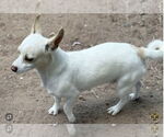 Small #1 Mutt