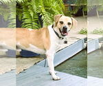 Small #4 Beagle Mix