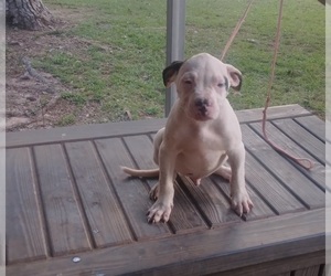 American Bulldog Puppy for sale in ALBANY, GA, USA