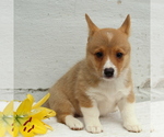 Small Photo #1 Pembroke Welsh Corgi Puppy For Sale in MORGANTOWN, PA, USA