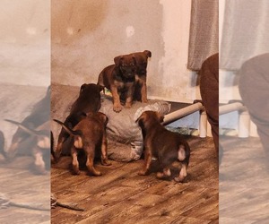 Doberman Pinscher-German Shepherd Dog Mix Puppy for sale in SCHENEVUS, NY, USA