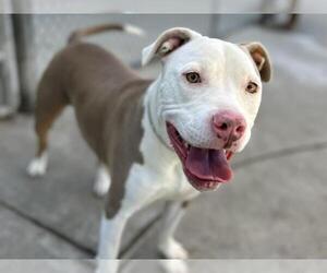 American Pit Bull Terrier Dogs for adoption in Martinez, CA, USA