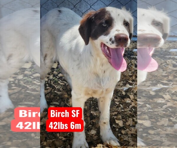 Medium Photo #1 English Setter Puppy For Sale in The Woodlands, TX, USA