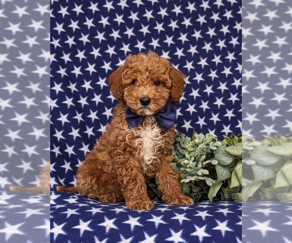 Medium Photo #1 Miniature Labradoodle Puppy For Sale in NOTTINGHAM, PA, USA