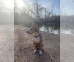 Small #6 Labrador Retriever-Red Heeler Mix