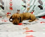 Small #12 Dachshund