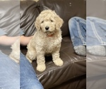 Small Photo #9 Goldendoodle Puppy For Sale in BATTLE GROUND, WA, USA