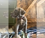Litter of 12 - Male(s) and Female(s) Cane CorsoLitter of Puppies for Sale - Photo #6