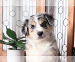 Small Photo #2 Australian Shepherd Puppy For Sale in NAPLES, FL, USA