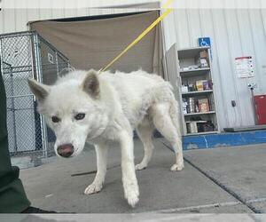 Siberian Husky Dogs for adoption in Bakersfield, CA, USA