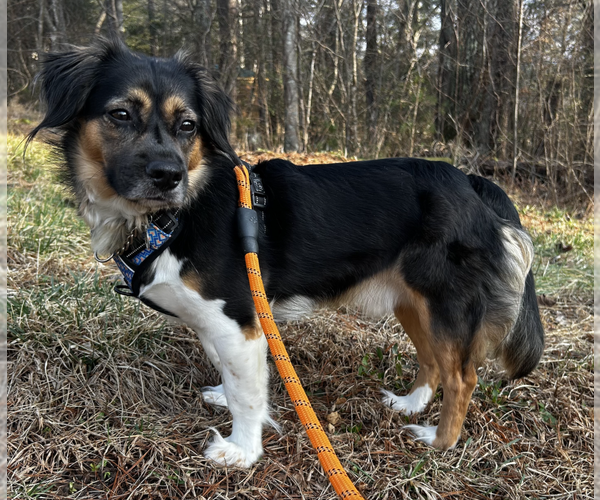 Medium Photo #1 Mutt Puppy For Sale in Candler, NC, USA
