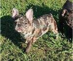 Puppy Homer French Bulldog