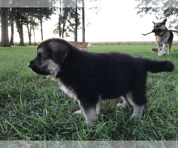 Medium Photo #39 German Shepherd Dog Puppy For Sale in APLINGTON, IA, USA